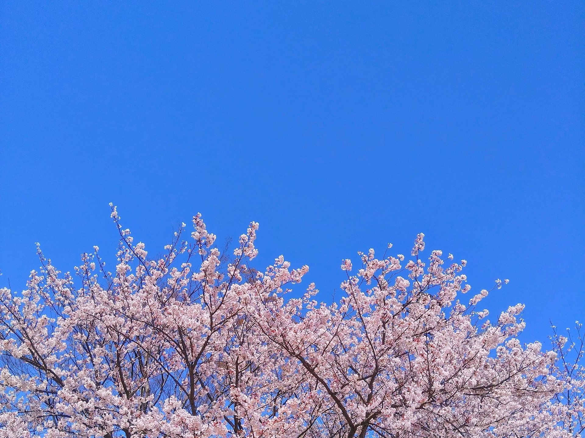 【紫斑病】20代女性　会社員