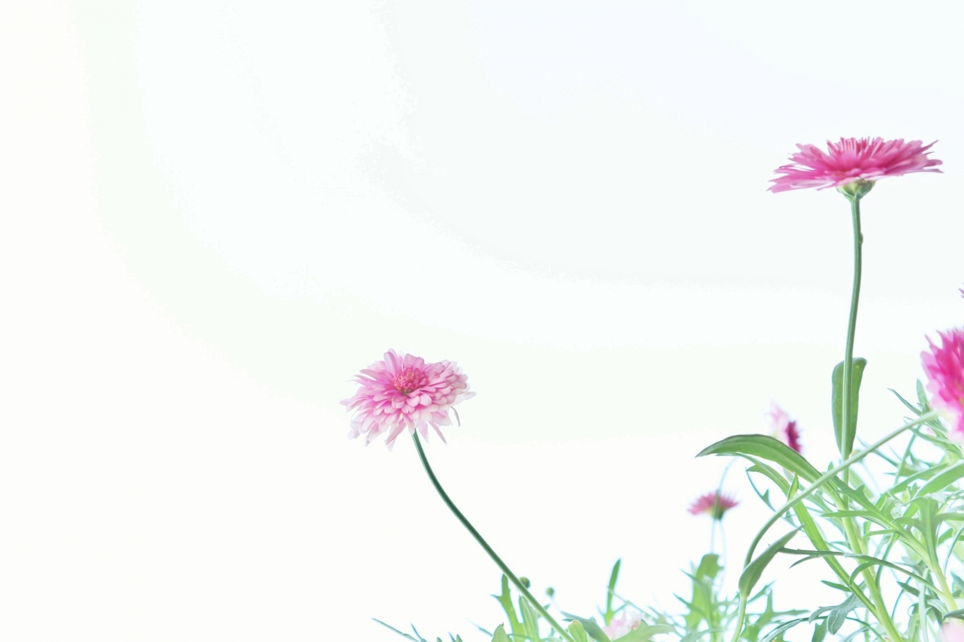 【紫斑病】8歳男児　小学生