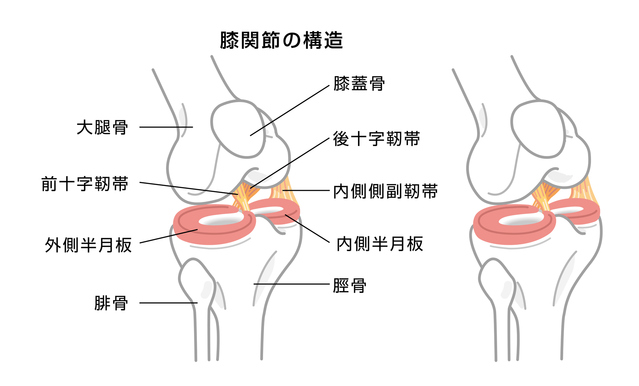 半月板膝の構造